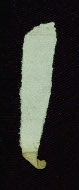 W.132, Paper fragment back