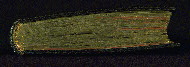 W.195, Tail